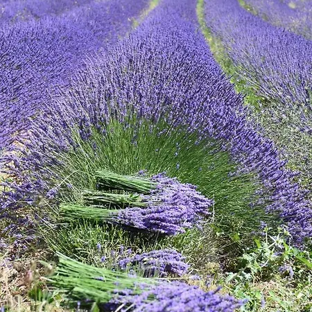 Pensión Entre Ventoux Et Luberon D'hote Sault